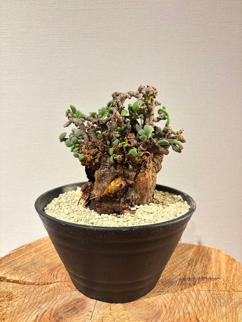 良型　発根済　ケラリア　ピグマエア　塊根植物