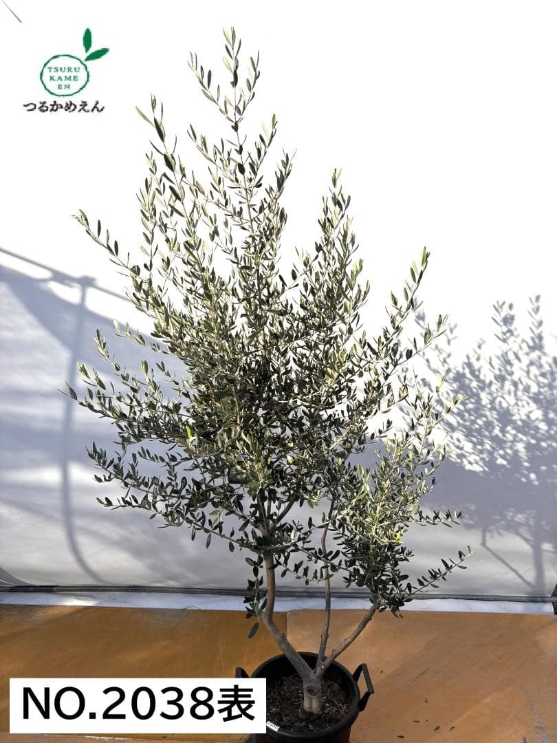 オリーブの木　コレッジョラ　約200cm　NO.2038　大型　現品掲載