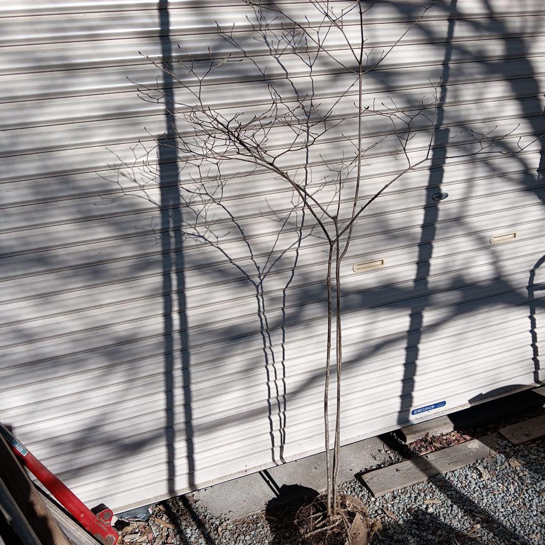 オトコヨウゾメ　山採り　④