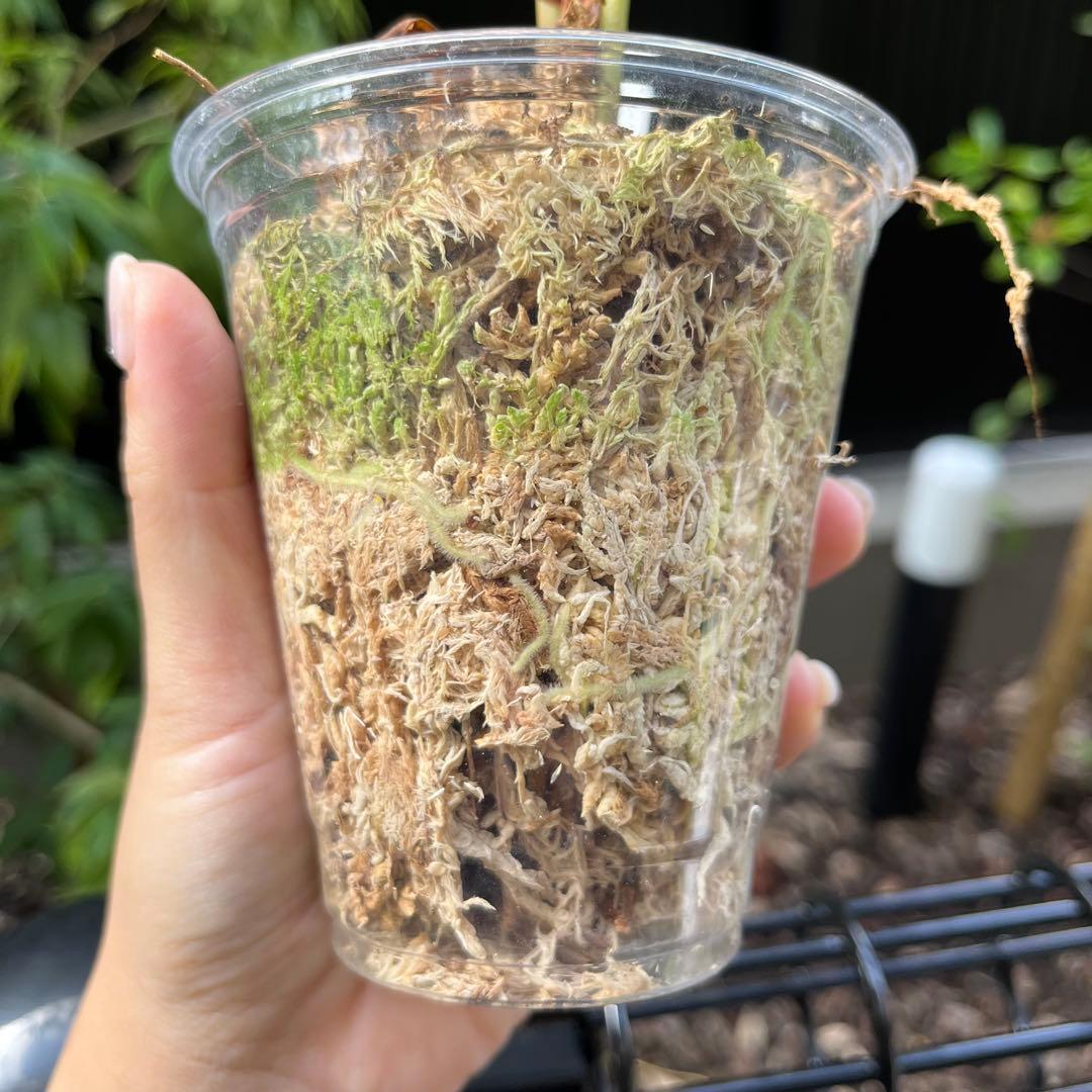 191 recavum レカバム　 アンスリウム　Anthurium