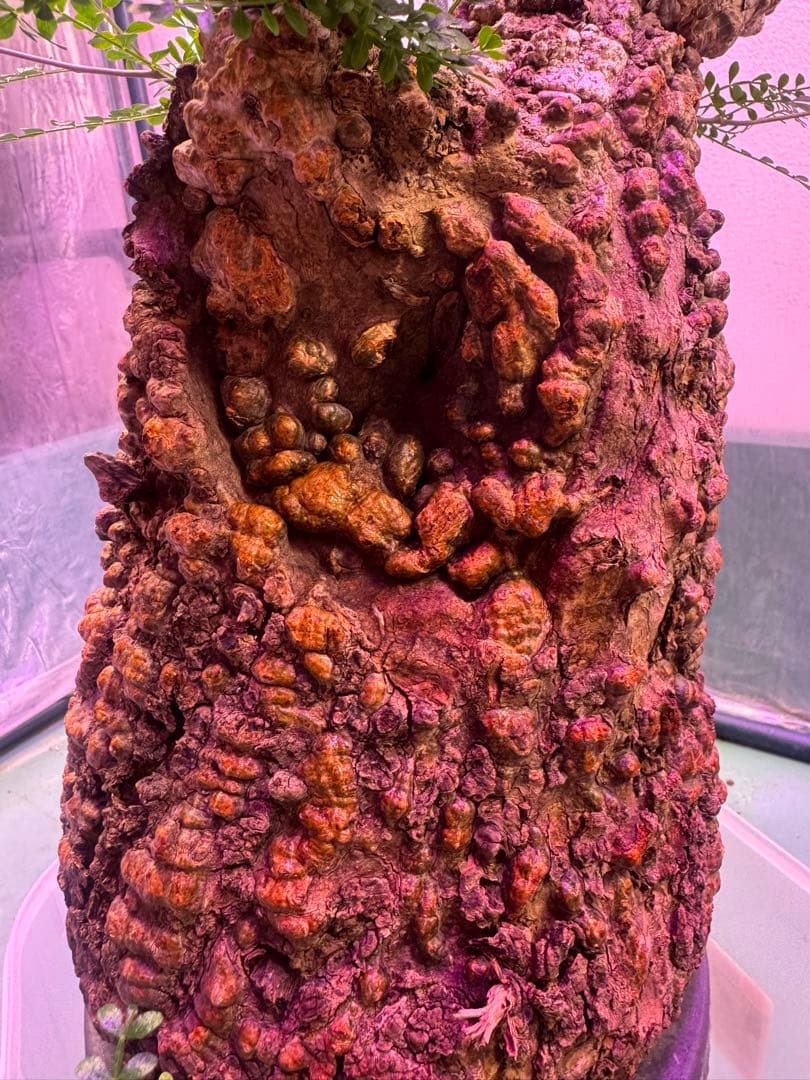 インボイス発行可 オペルクリカリア パキプス 幹幅18㎝ 発根済み 三州みやび鉢