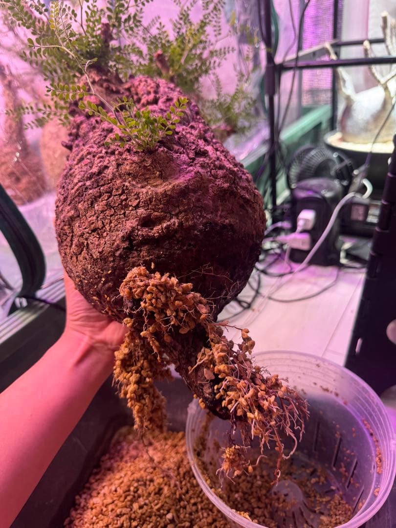 インボイス発行可 オペルクリカリア パキプス 幹幅18㎝ 発根済み 三州みやび鉢
