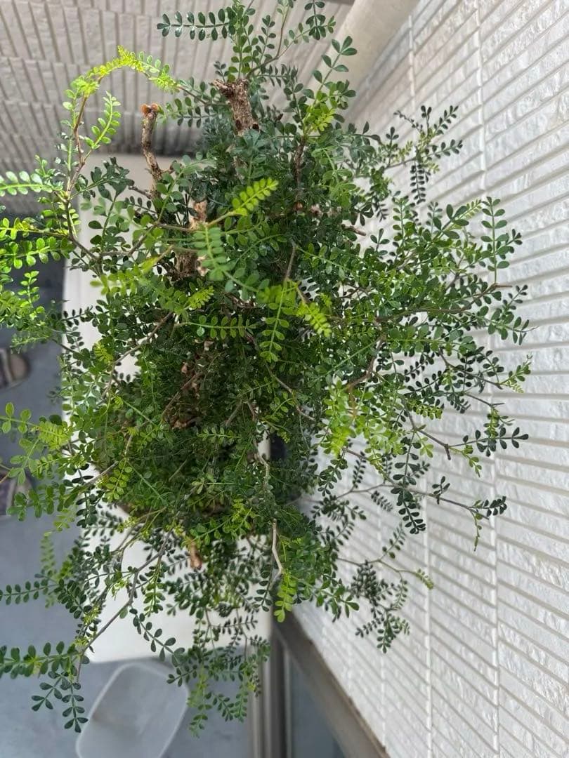 インボイス発行可 オペルクリカリア パキプス 幹幅18㎝ 発根済み 三州みやび鉢
