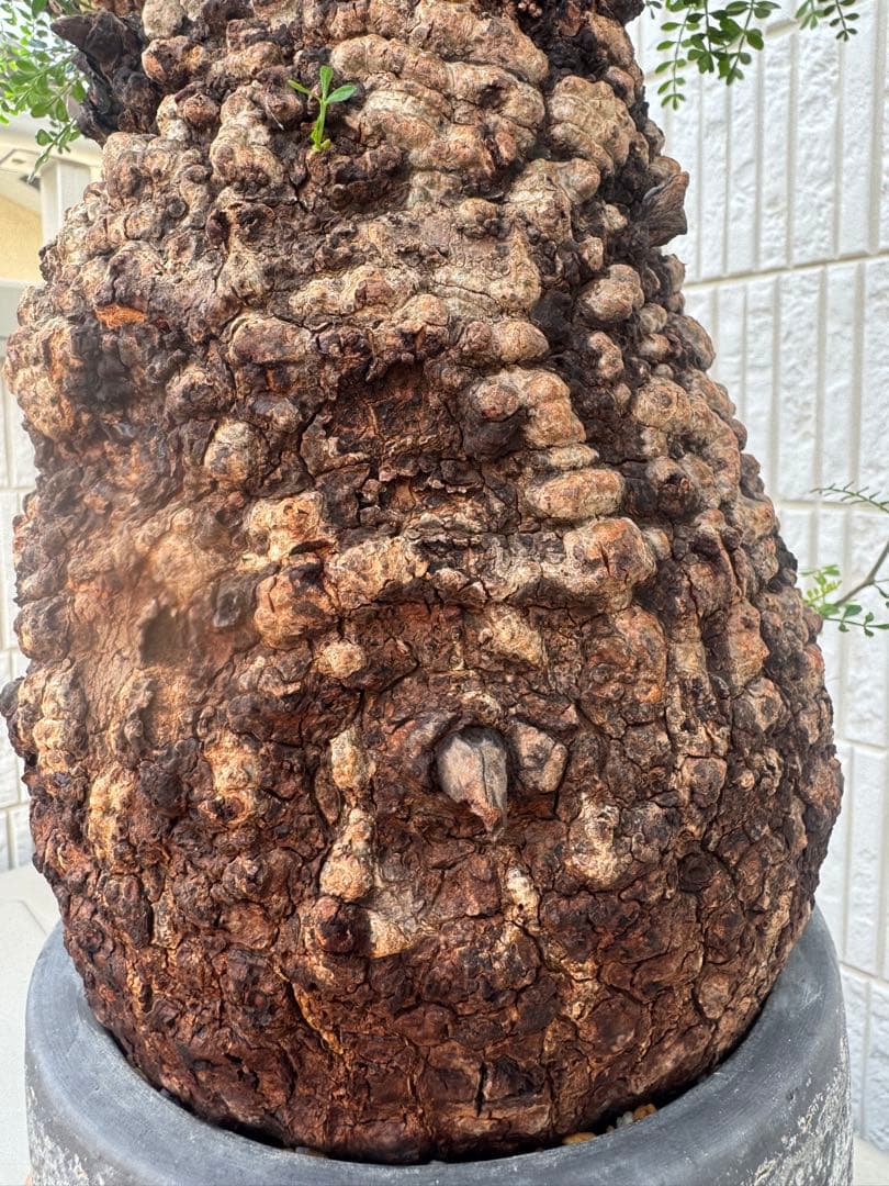 インボイス発行可 オペルクリカリア パキプス 幹幅18㎝ 発根済み 三州みやび鉢