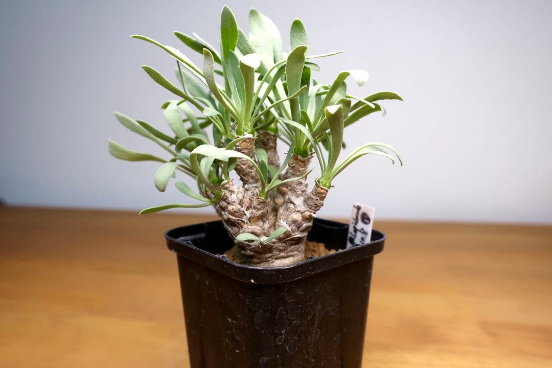 オトンナ レピドカウリス 発根済