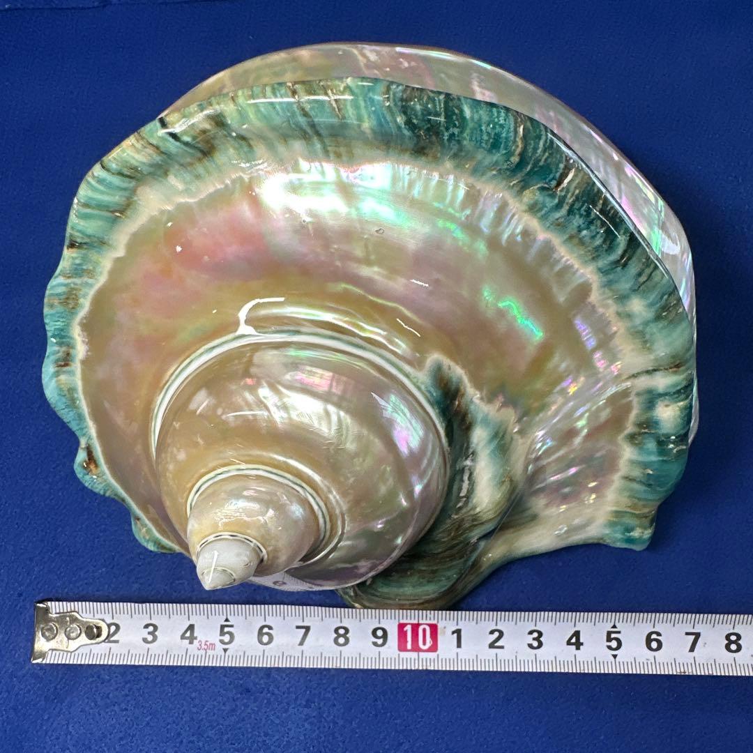 大型　夜光貝　真珠磨き　インテリア　　　飾り物　アクセサリー　オブジェ