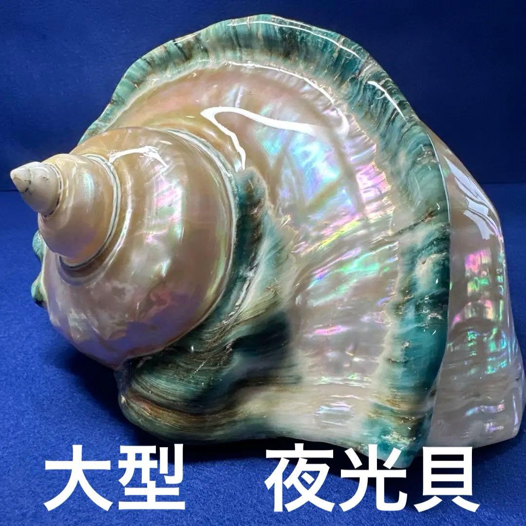 大型　夜光貝　真珠磨き　インテリア　　　飾り物　アクセサリー　オブジェ