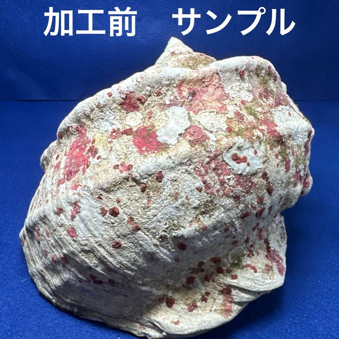 大型　夜光貝　真珠磨き　インテリア　　　飾り物　アクセサリー　オブジェ