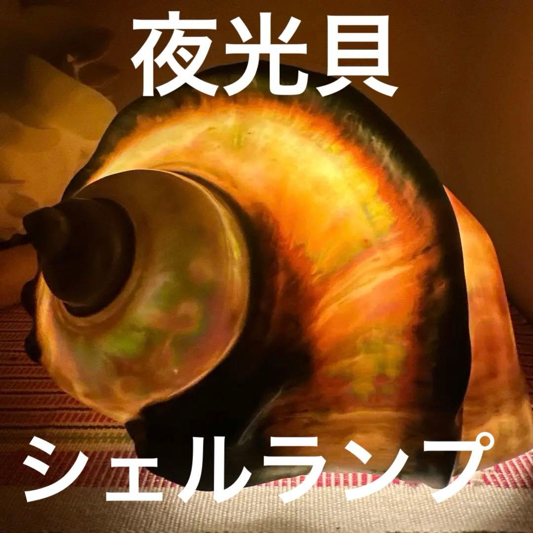 大型　夜光貝　真珠磨き　インテリア　　　飾り物　アクセサリー　オブジェ