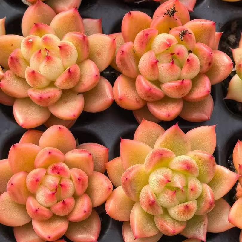 Top【選抜株】多肉植物　23495クリアスカイジェニー105個　プラグトレー苗