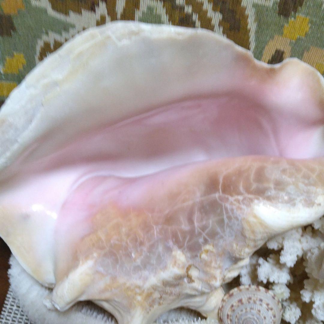 白珊瑚コンク貝他オブジェ