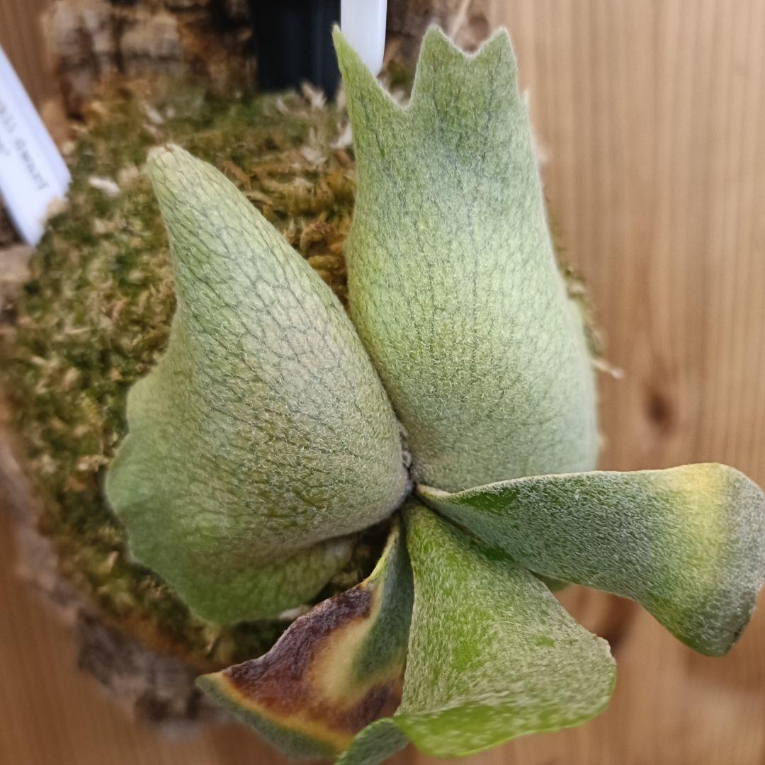 ビカクシダ P.willinckii 'no name' dwarf spore