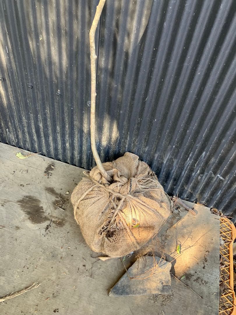 山採り　アオダモ