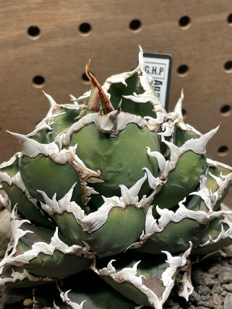 と*も様 アガベ　チタノタ　狼人　鉢のまま　メルカリ便発送