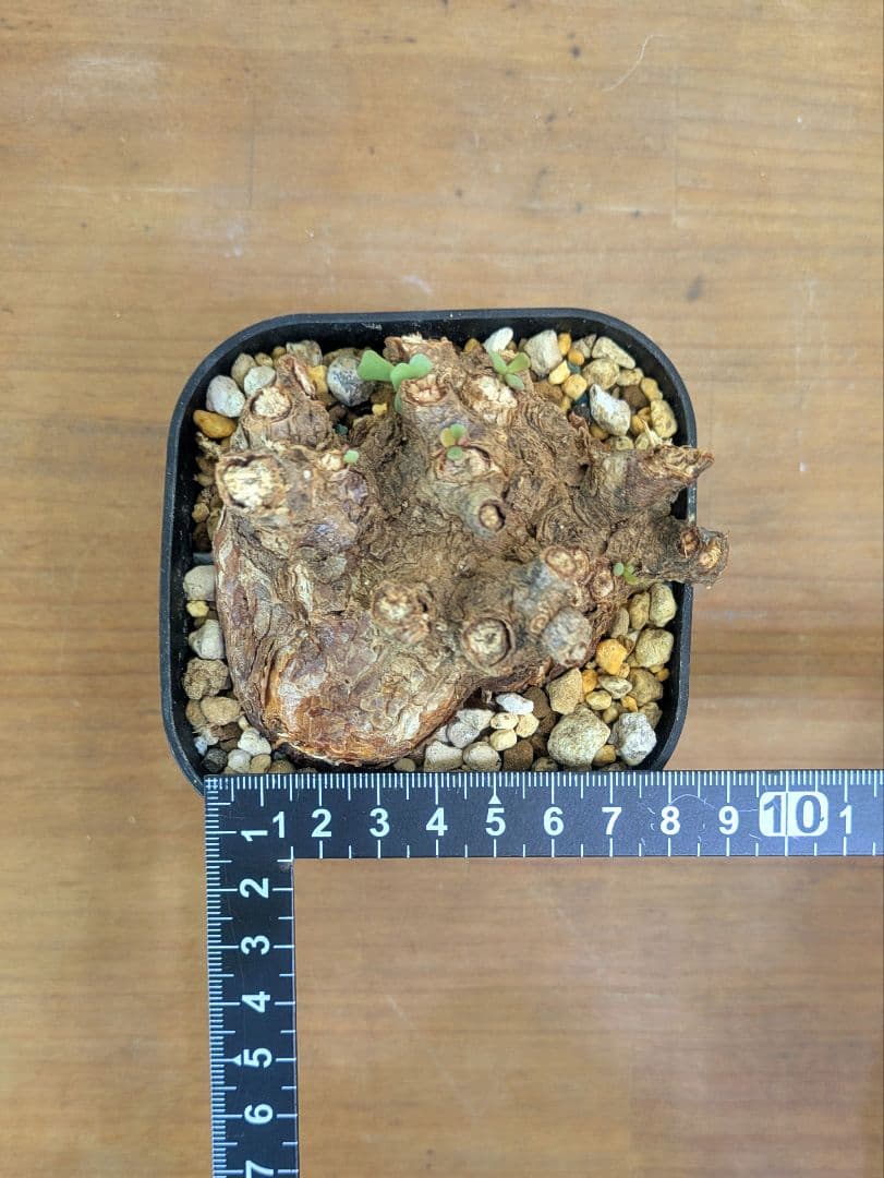 ケラリア ピグマエア 現地株 発根済 冬型 塊根植物