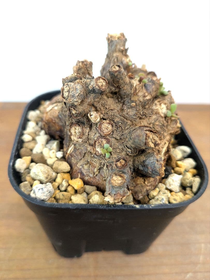 ケラリア ピグマエア 現地株 発根済 冬型 塊根植物