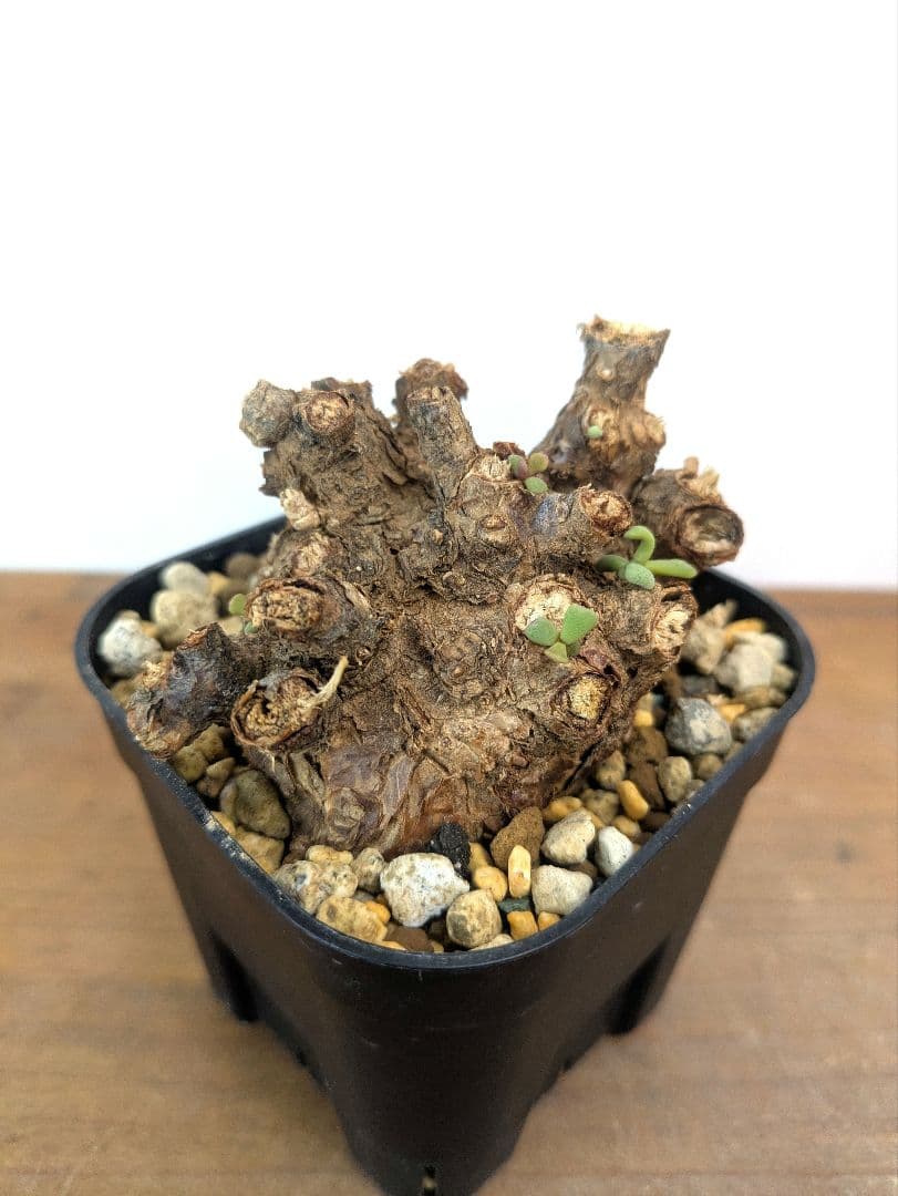 ケラリア ピグマエア 現地株 発根済 冬型 塊根植物