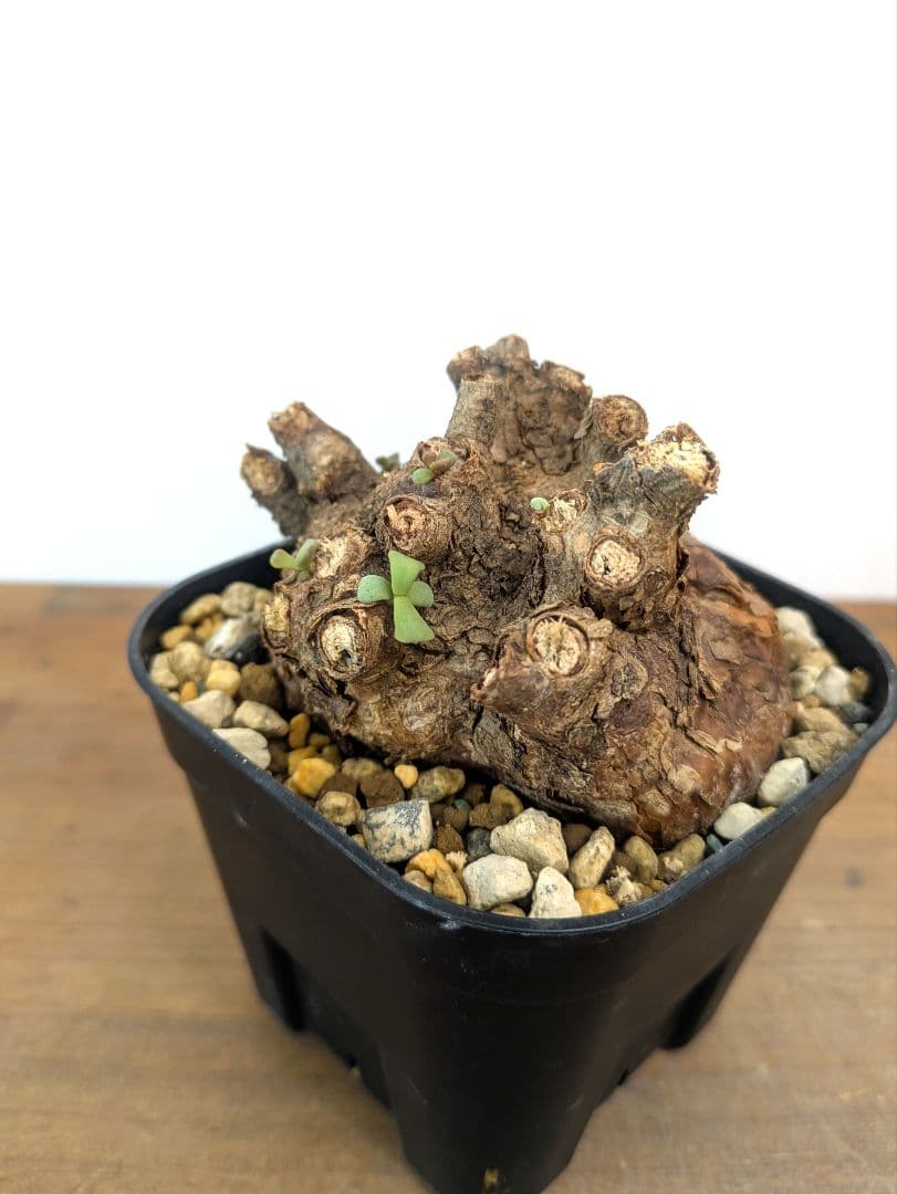 ケラリア ピグマエア 現地株 発根済 冬型 塊根植物