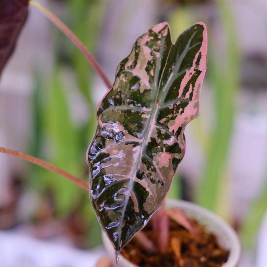 Alocasia chantrieri pink│アロカシア シャントリエリ②