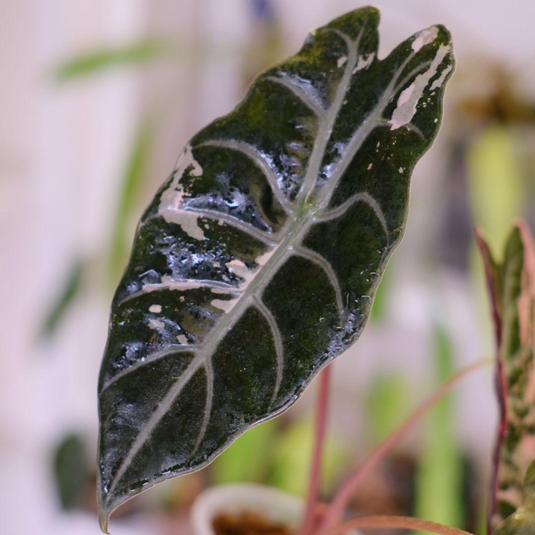 Alocasia chantrieri pink│アロカシア シャントリエリ②