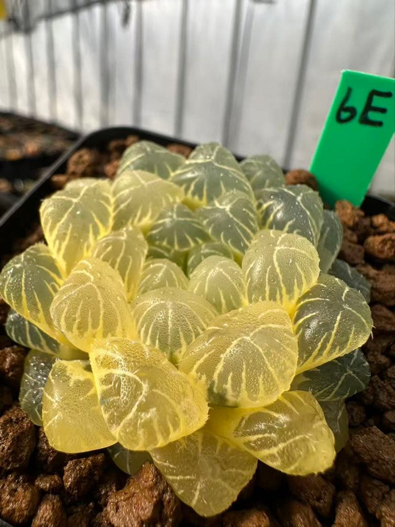 6E 多肉植物 ハオルチア 湖水オブツーサ錦糊斑