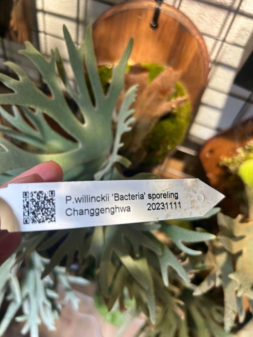 ビカクシダ バクテリア　p.willinckii Bacteria spore