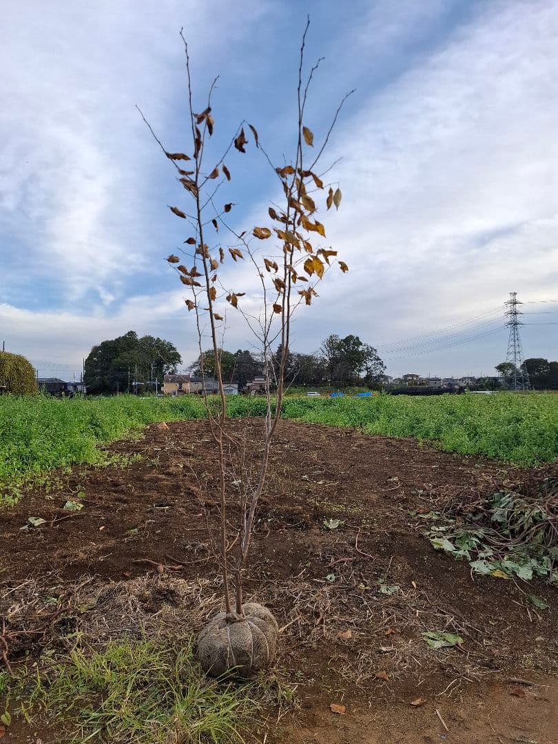 アブラチャン　雑木　ーーアオダモ　アオハダ　モミジ　山彩りーー