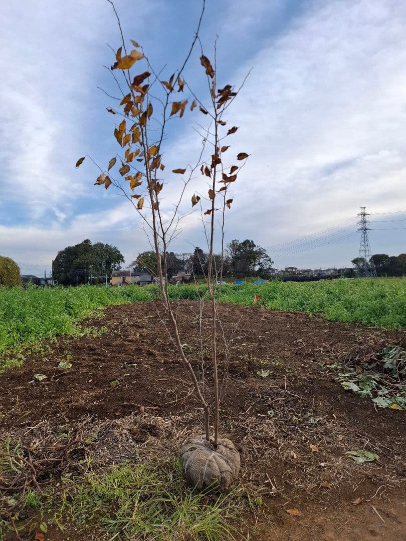 アブラチャン　雑木　ーーアオダモ　アオハダ　モミジ　山彩りーー