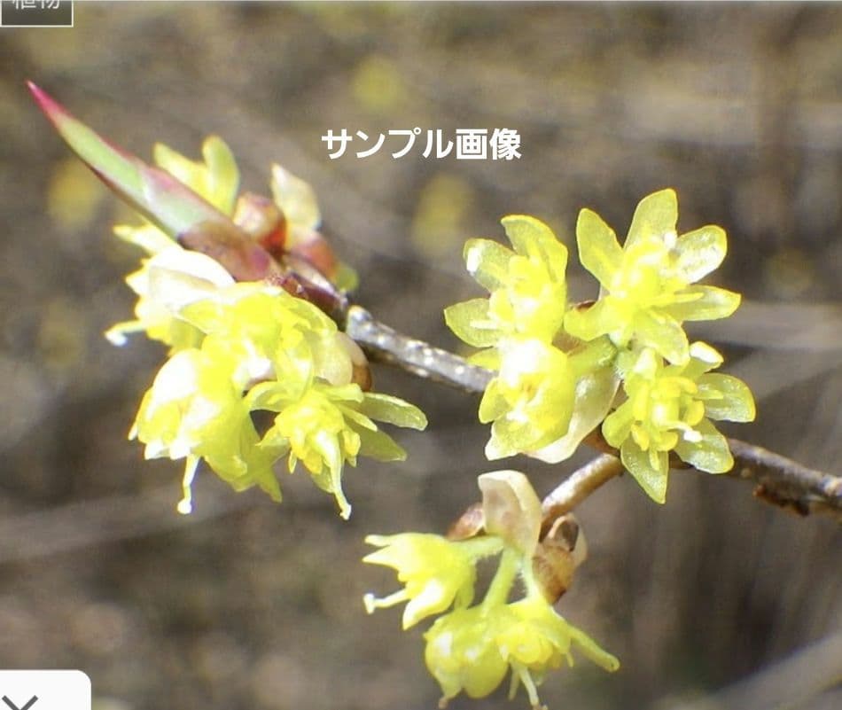 アブラチャン　雑木　ーーアオダモ　アオハダ　モミジ　山彩りーー