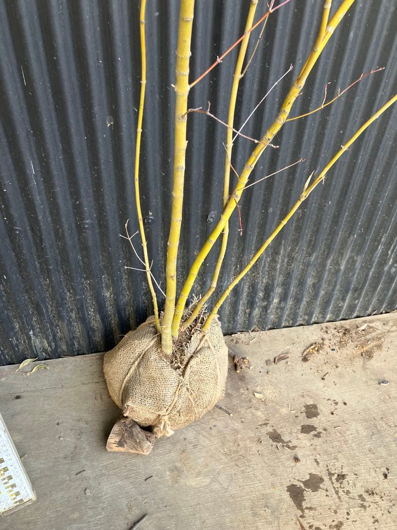 山採り　イロハモミジ　a