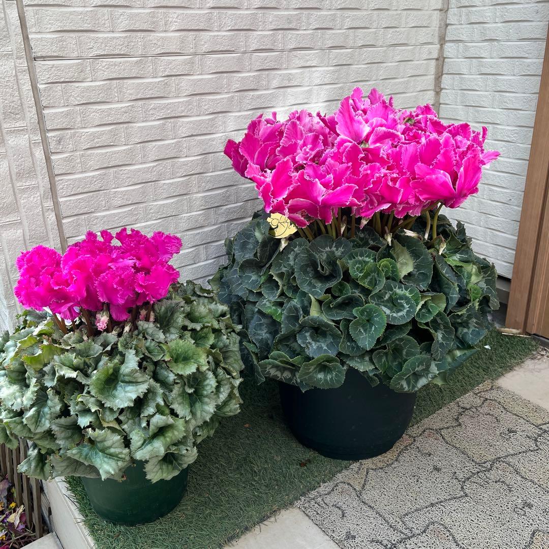 kazu様 リクエスト 2点 まとめ商品　シクラメン　ドリーム　ミルキーガール