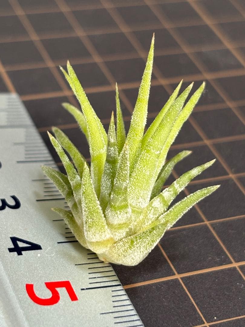 イオナンタ メキシカンゼブラ　子株　エアープランツ　チランジア