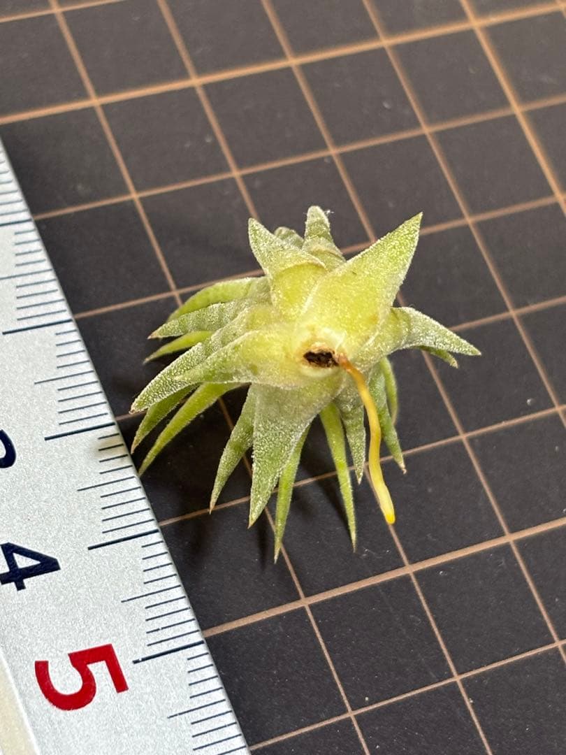イオナンタ メキシカンゼブラ　子株　エアープランツ　チランジア
