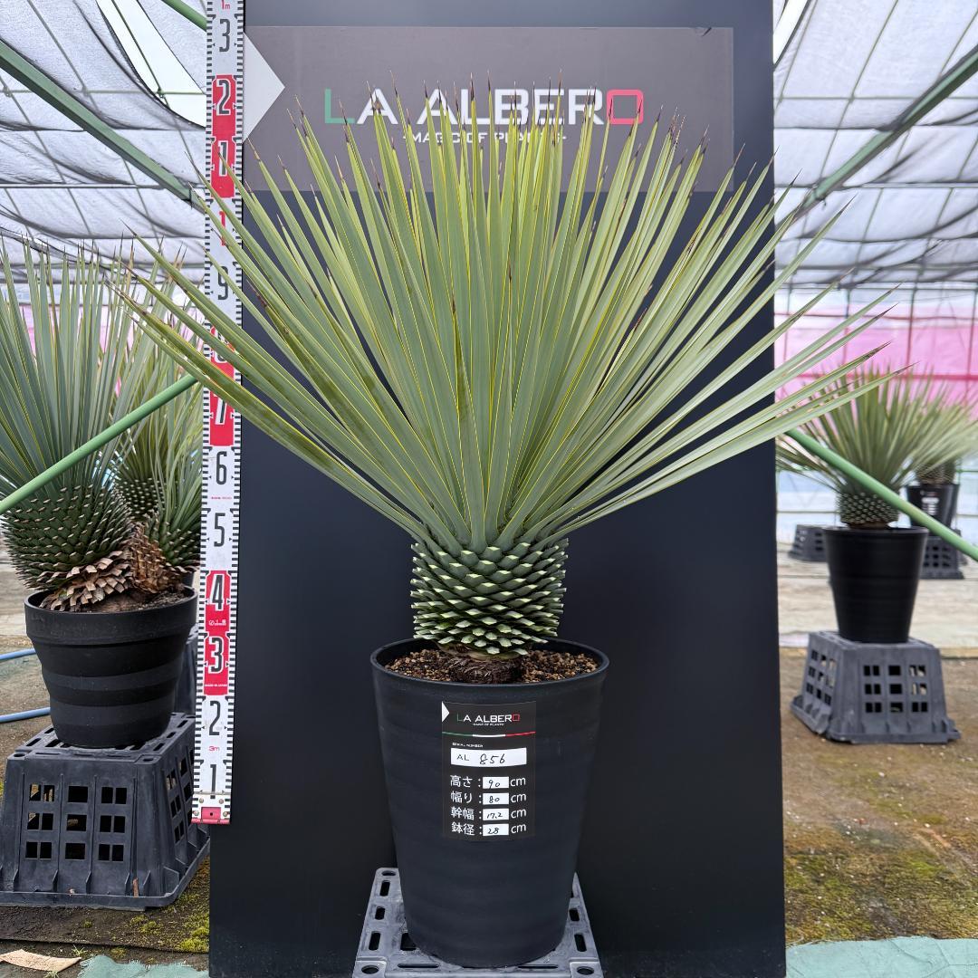 【AL856】ユッカ　ロストラータ　美形　強シルバー個体