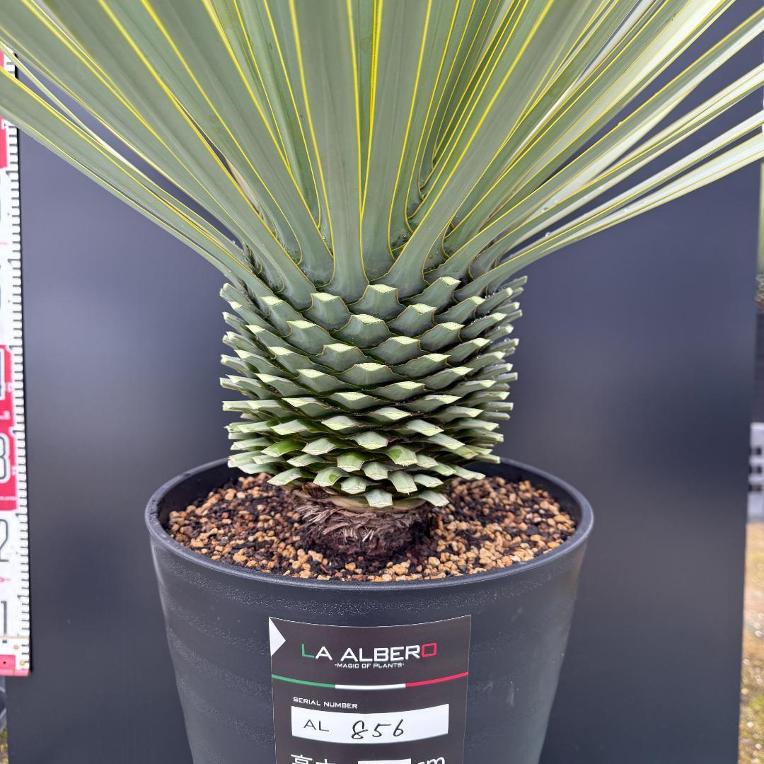 【AL856】ユッカ　ロストラータ　美形　強シルバー個体