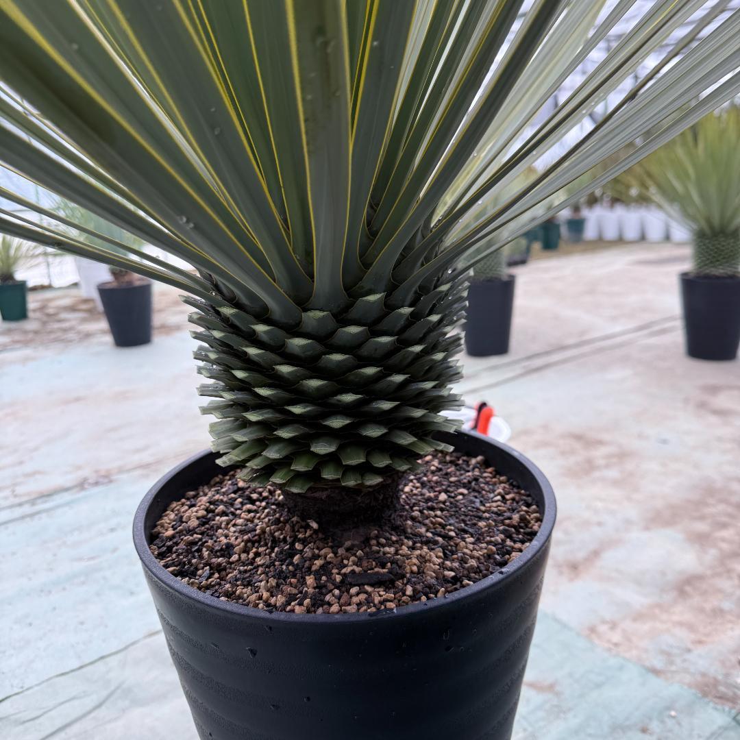 【AL856】ユッカ　ロストラータ　美形　強シルバー個体