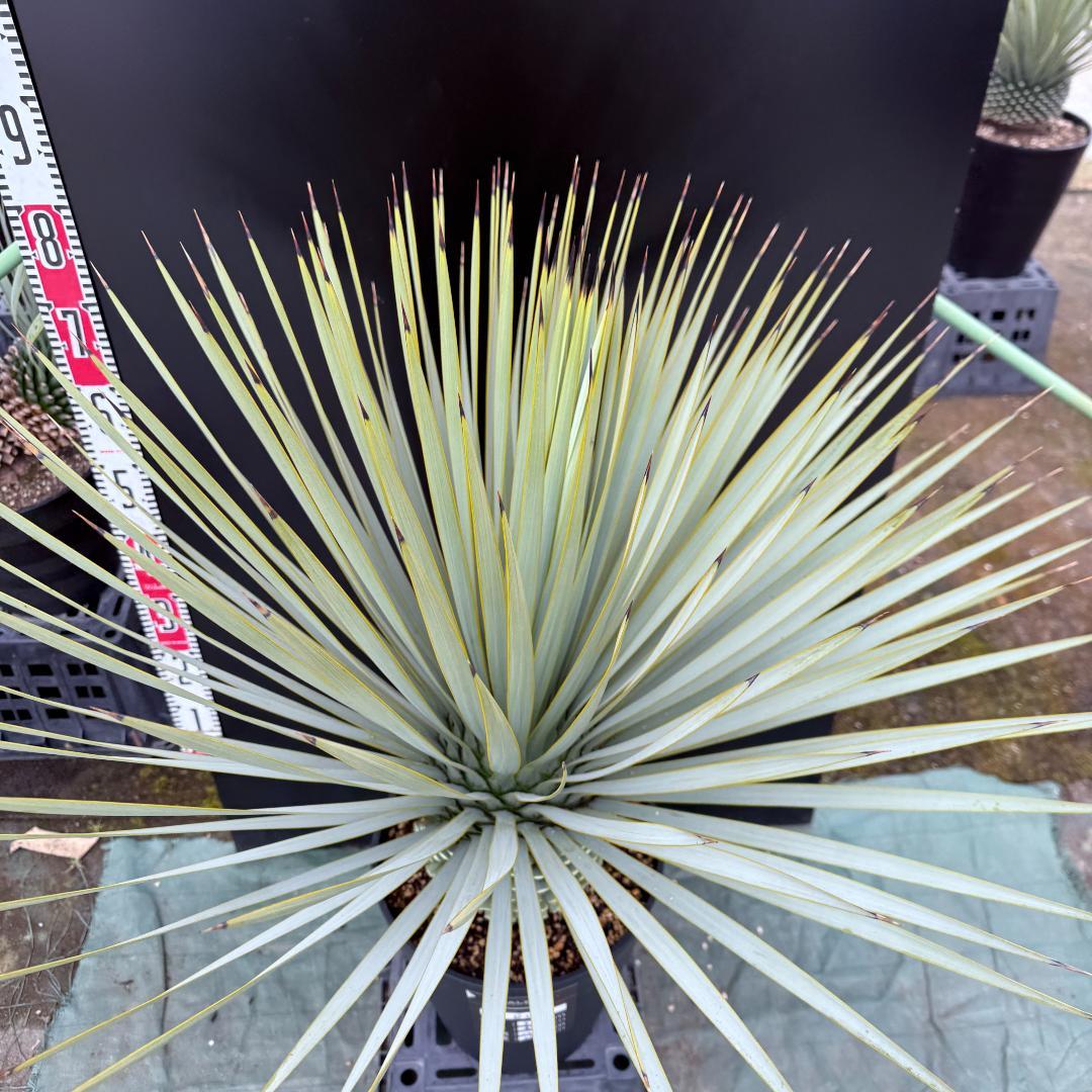 【AL856】ユッカ　ロストラータ　美形　強シルバー個体