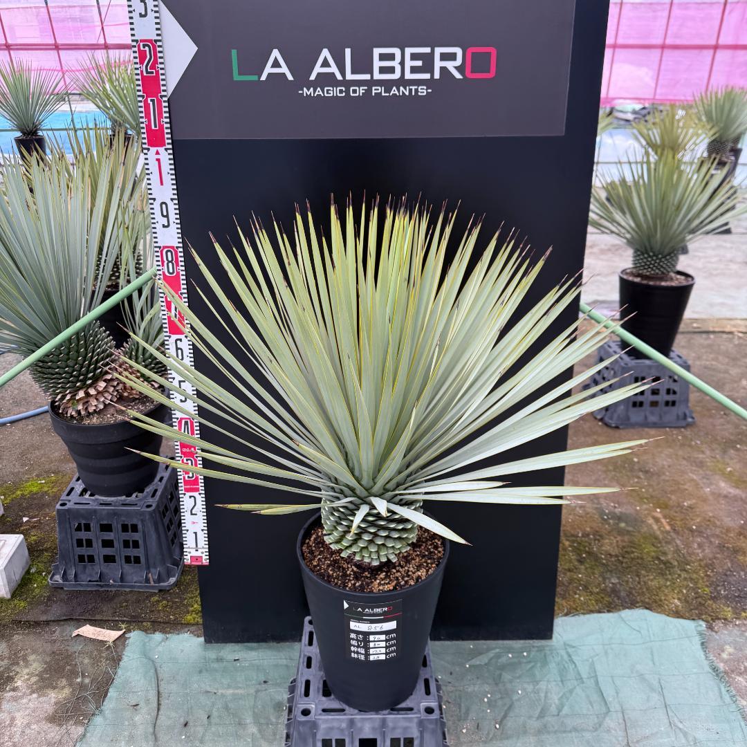 【AL856】ユッカ　ロストラータ　美形　強シルバー個体