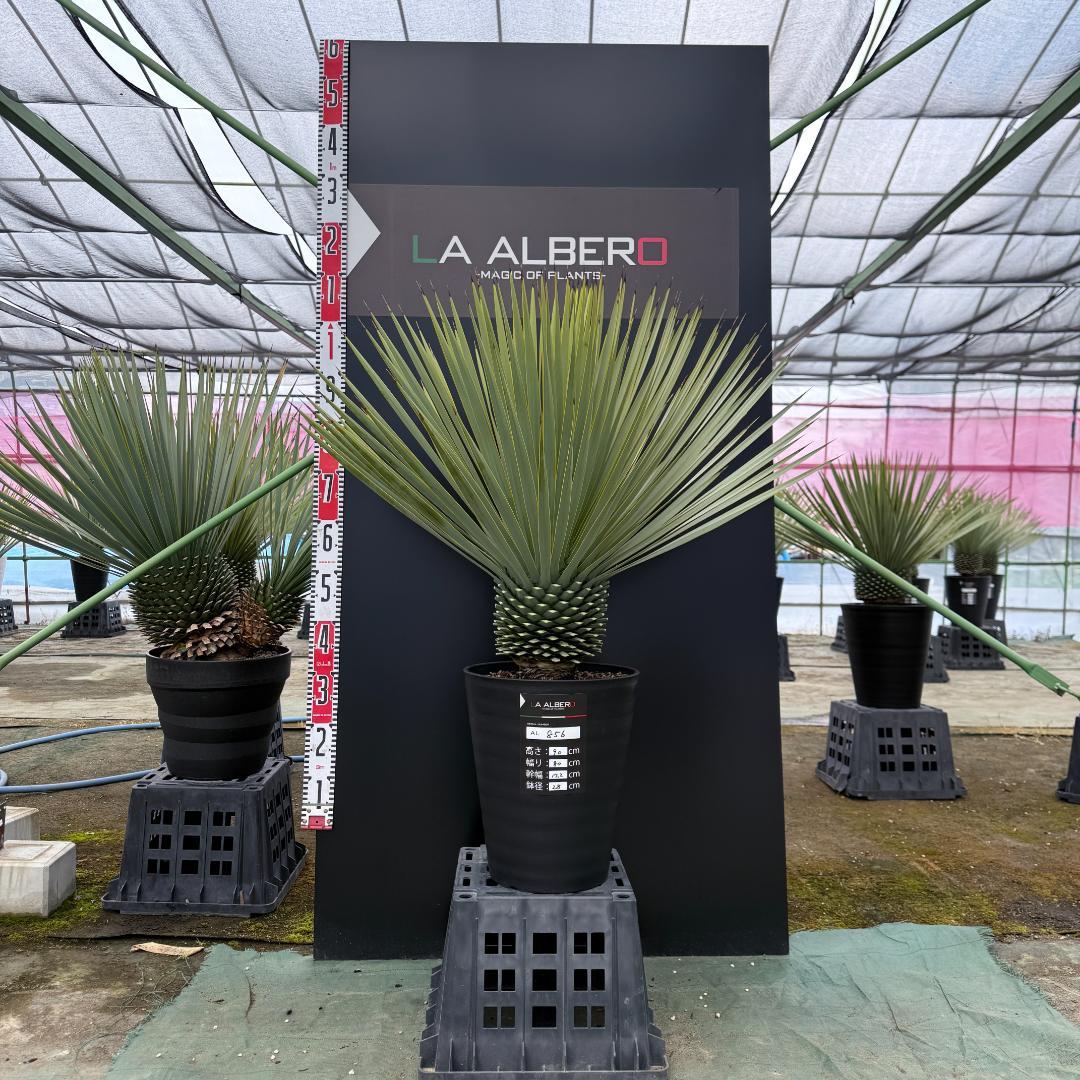 【AL856】ユッカ　ロストラータ　美形　強シルバー個体