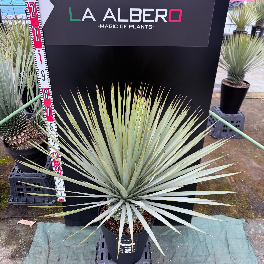 【AL856】ユッカ　ロストラータ　美形　強シルバー個体