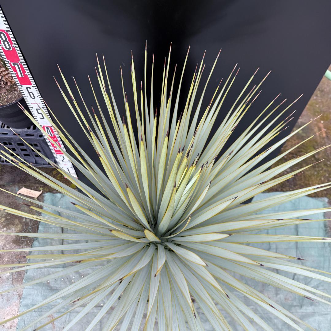 【AL856】ユッカ　ロストラータ　美形　強シルバー個体