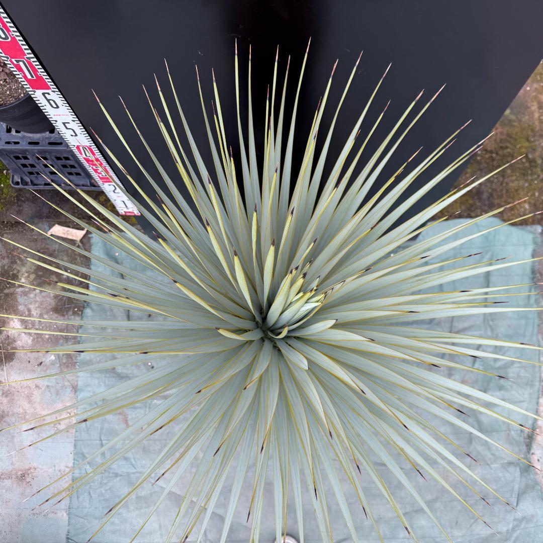 【AL856】ユッカ　ロストラータ　美形　強シルバー個体