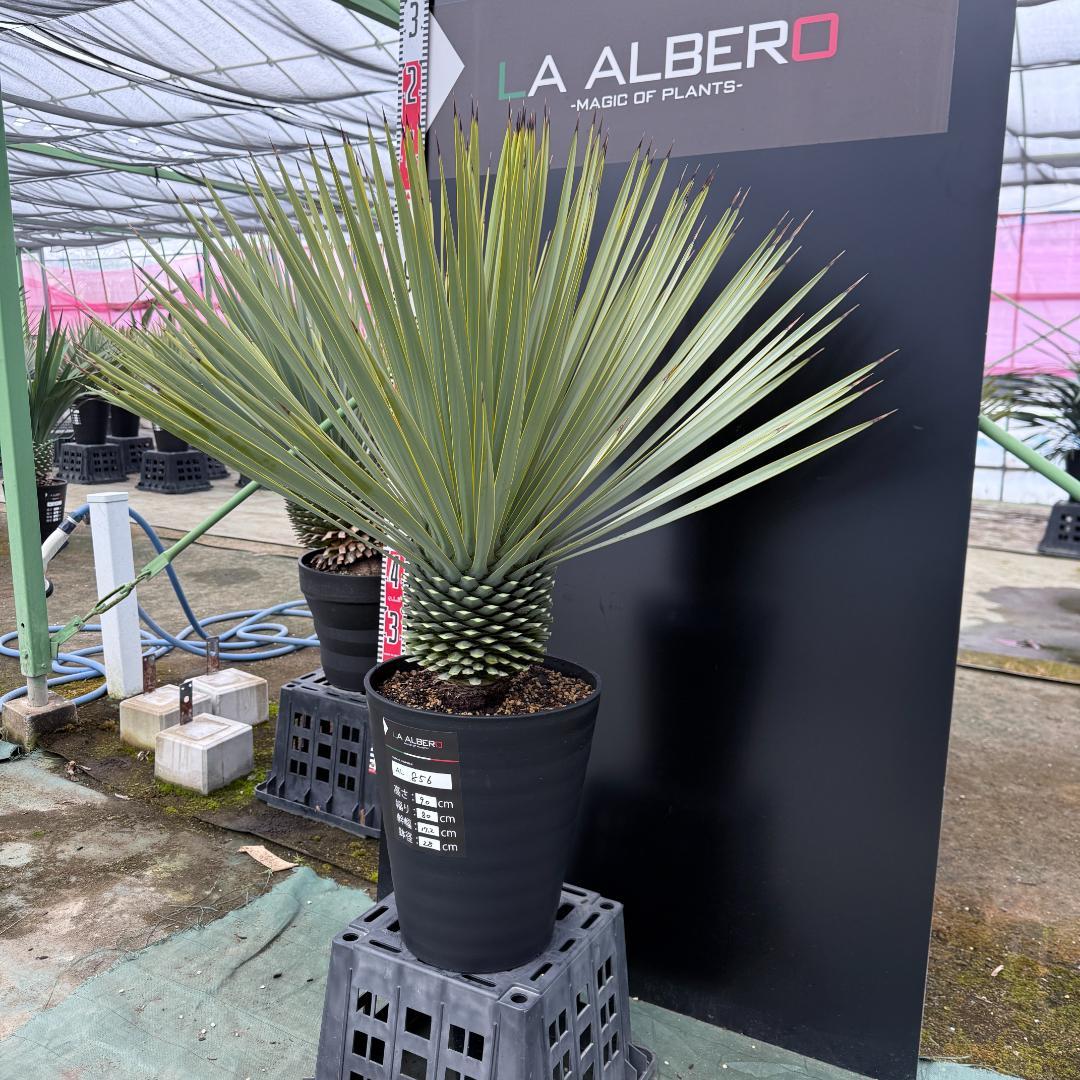 【AL856】ユッカ　ロストラータ　美形　強シルバー個体