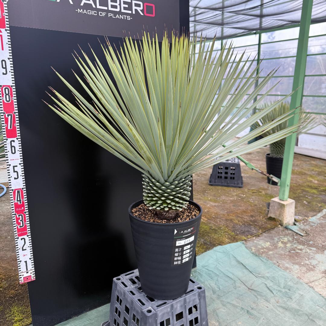 【AL856】ユッカ　ロストラータ　美形　強シルバー個体