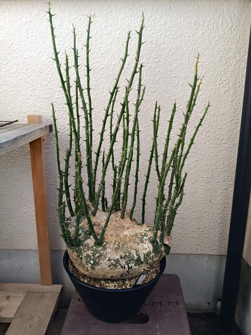 貴重種！超大型美形！アデニア プセウドグロボーサ 塊根植物