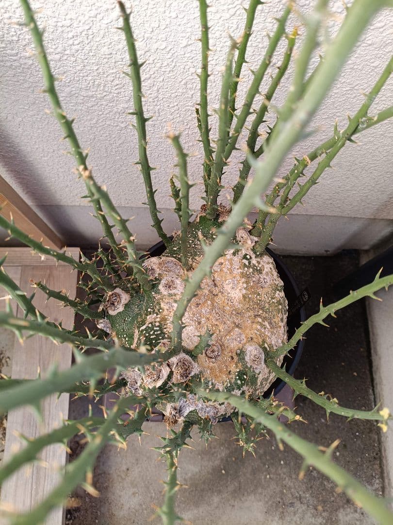 貴重種！超大型美形！アデニア プセウドグロボーサ 塊根植物