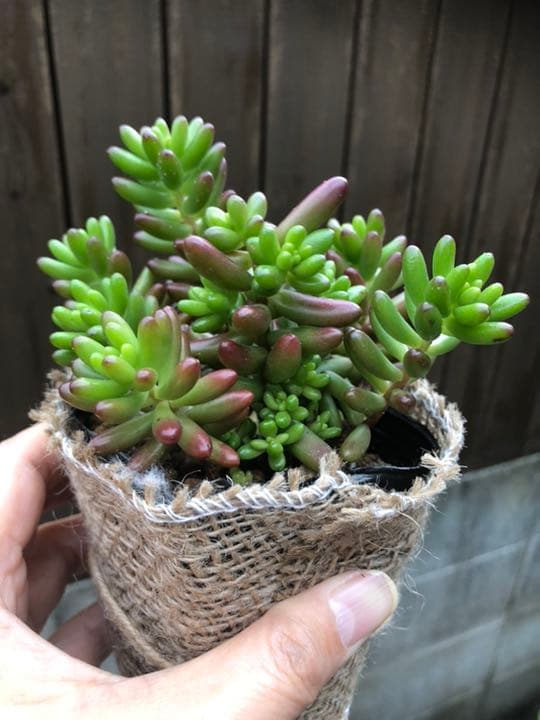 多肉植物 モリモリ虹の玉♡安心のポットごと！赤ちゃんもいっぱい♡