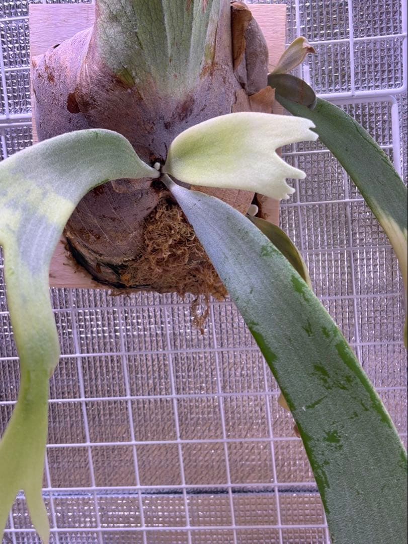 P.Willinckii ウィリンキー　輸入株