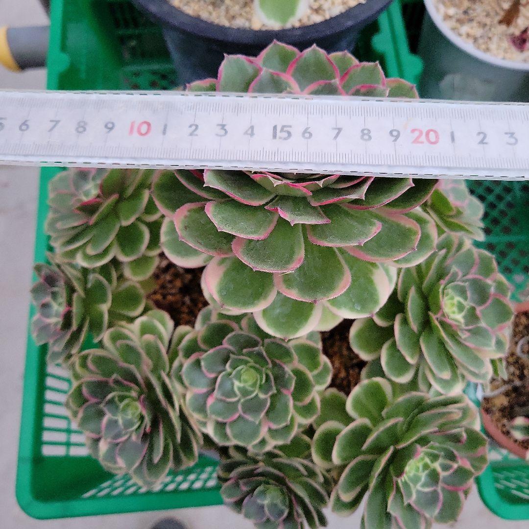 新品種　ブラックアイリス錦　超希少BIGBIG群生　抜き苗