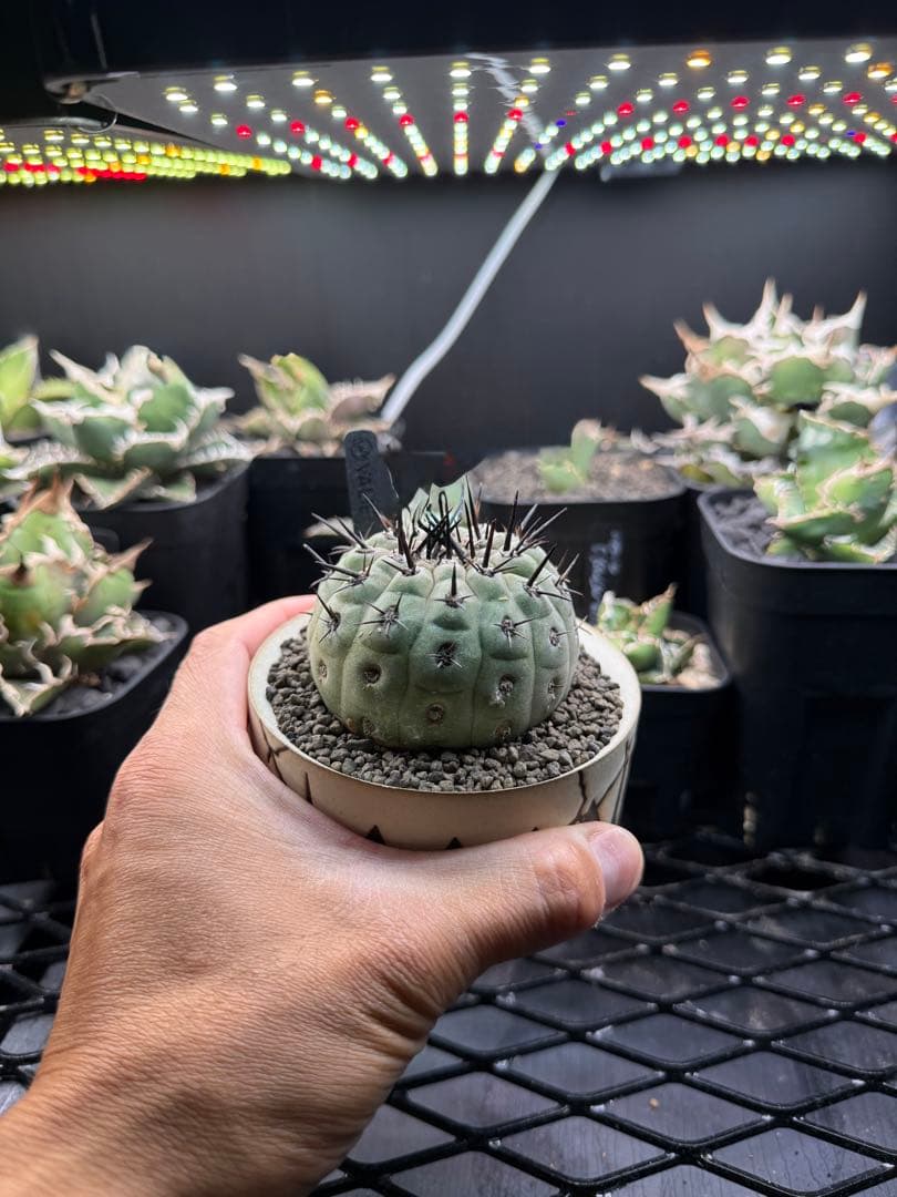 黒王丸　コピアポア　copiapoa cinerea VALIEM 鉢セット